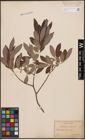 Foto von Salix cinerea L.